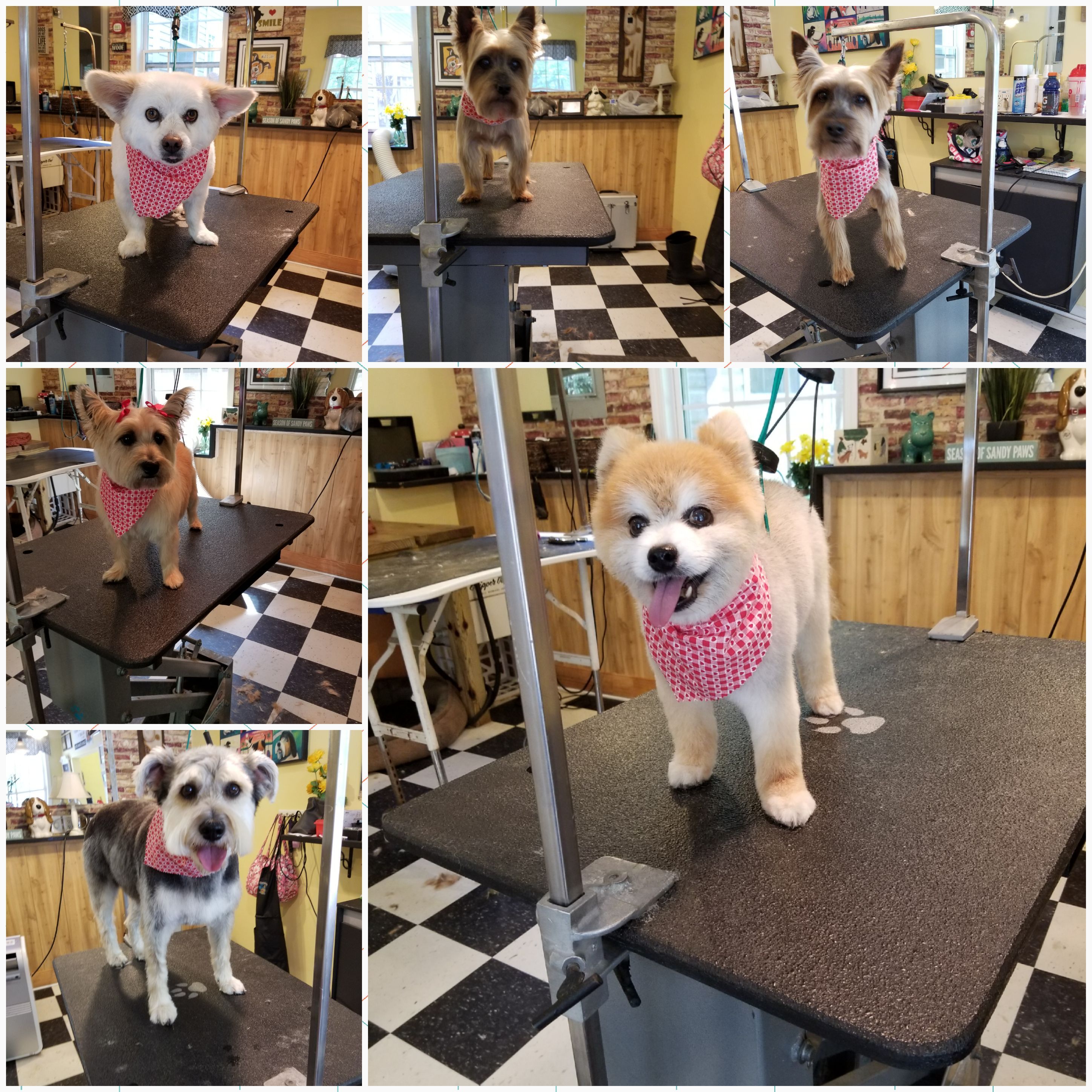 Example work of Amazing Grace Grooming Salon
